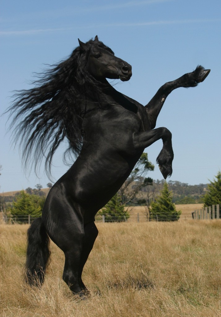 GOTRH black horse stand solo