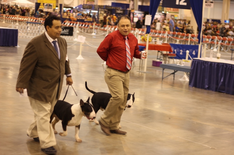 Houston Critic's World Series of Dog Shows Dog Page 92